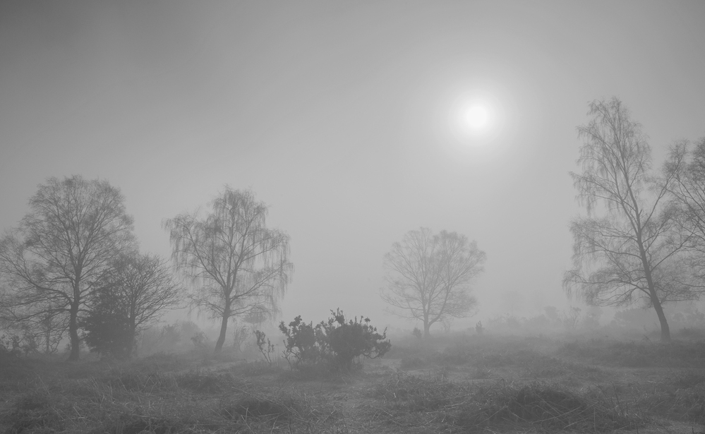 Misty Morning,  Furzley Common,  New Forest 4 